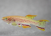 New Fish In A Jiff Refill™ (a) With Bonus Tank